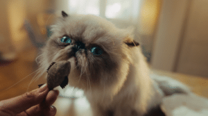 A screenshot of a video that shows Mister Miggles eating a snack, the subsequent viral online activity that followed, and how creators are sidelined on the status quo internet, accruing little value in the content they generate. (Coinbase)